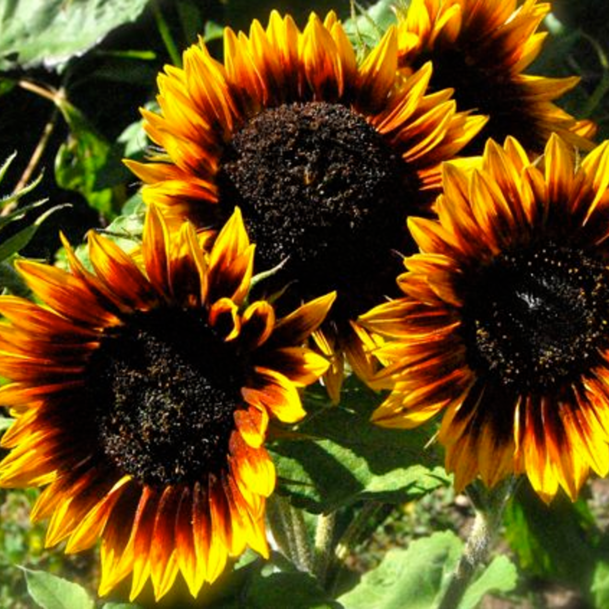 The Sunflower (Ring of Fire) Tarot Seed Packet