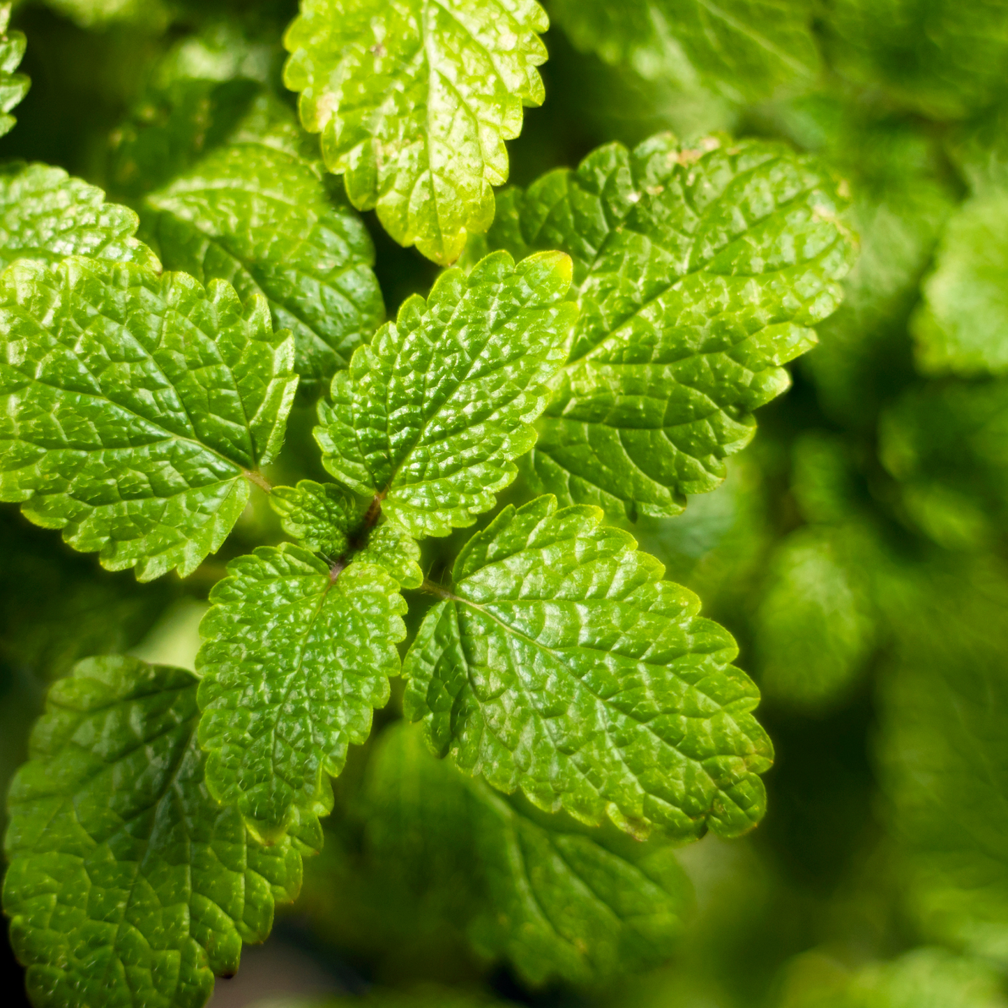 Lemon Balm Tarot Seed Packet