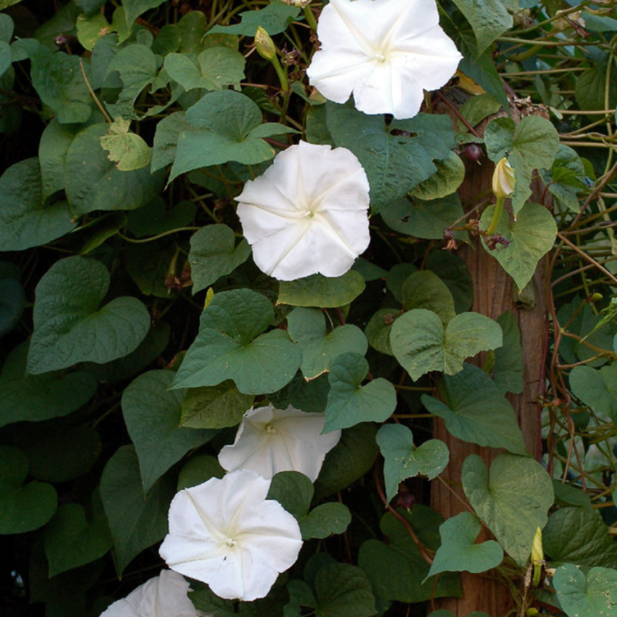 Moonflower Tarot Seed Packet