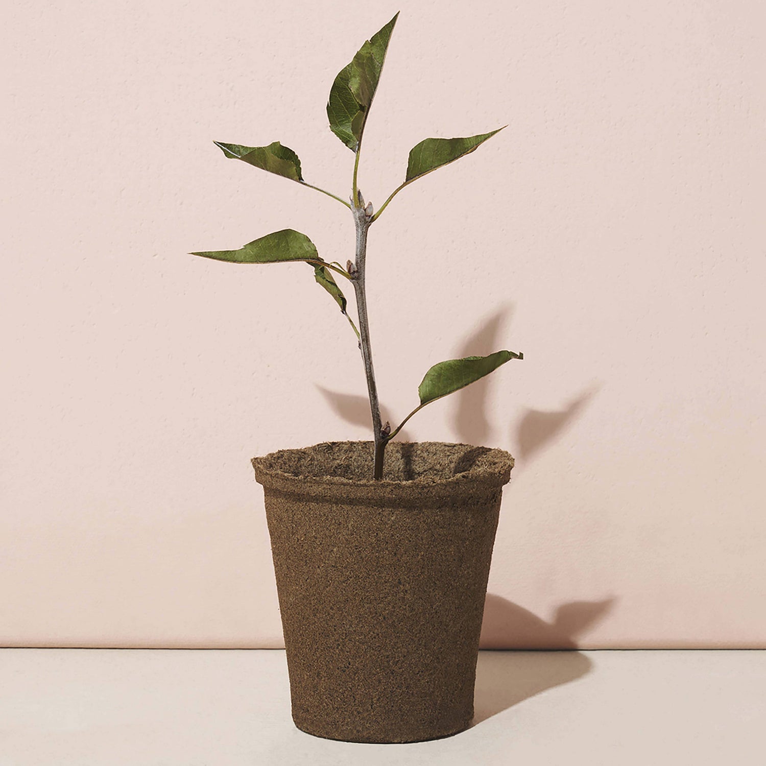 Grow With Us: Plantable Cards, Tree Kits & Modern Gardening Gifts