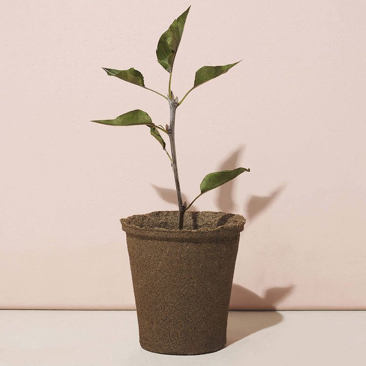 Grow With Us: Plantable Cards, Tree Kits & Modern Gardening Gifts
